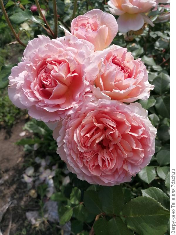 Абрахам Дарби