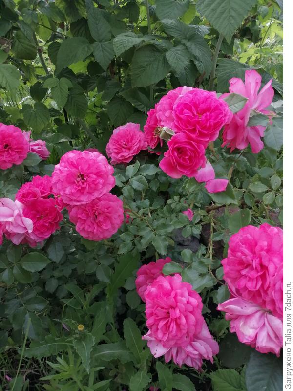 Розариум Ютерсен - второгодочка