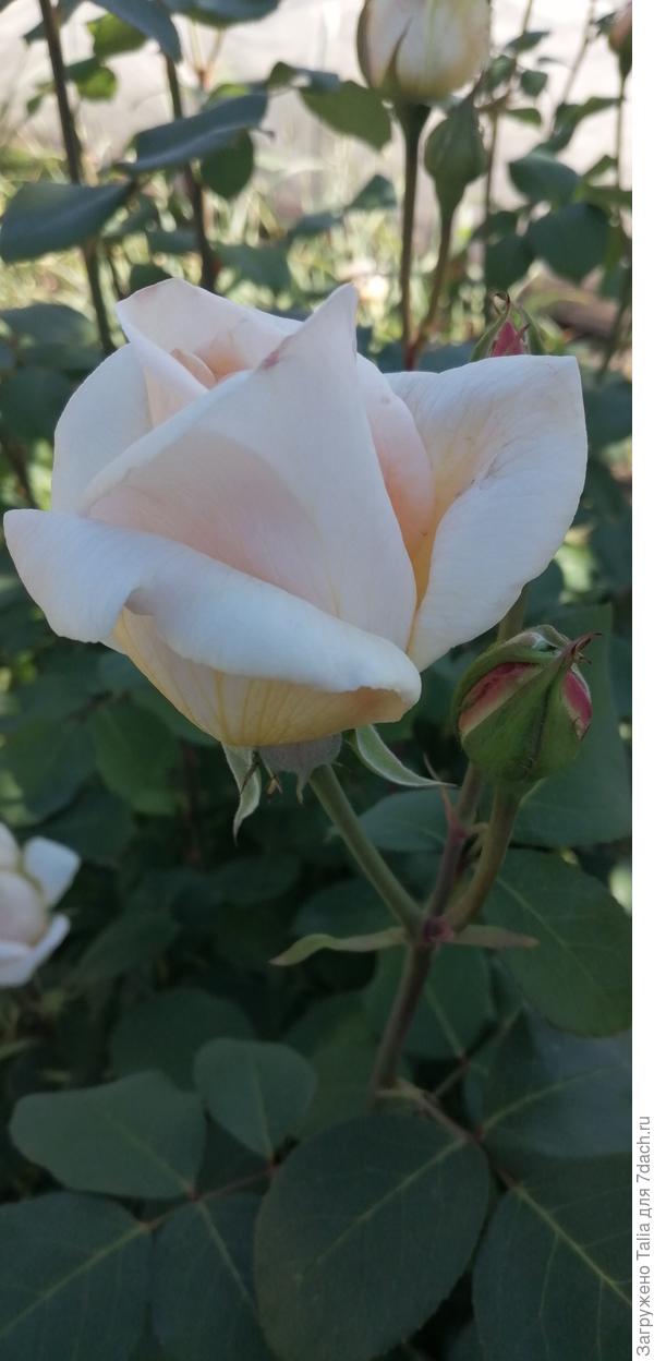 Утро Москвы