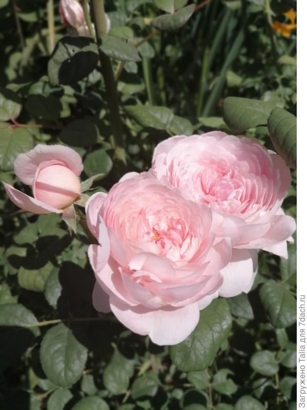 Квин оф Свидан