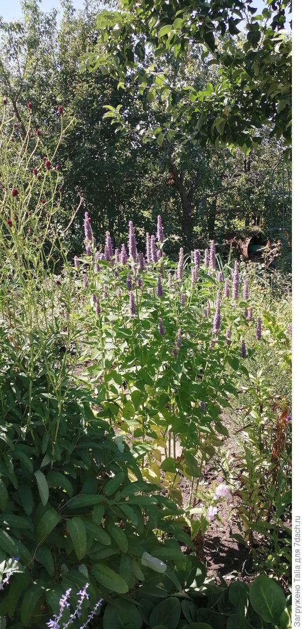 Этот куст на солнце, а в основном растут под яблоней на солнечной стороне.