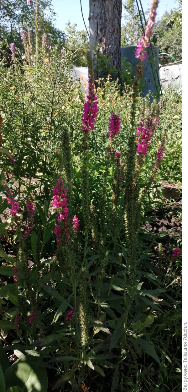 Цвет необычный.