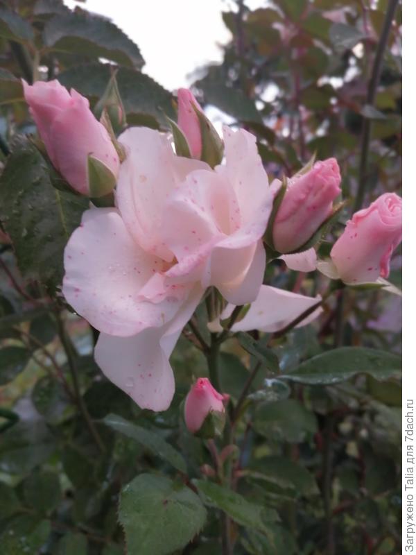 Незнакомка.