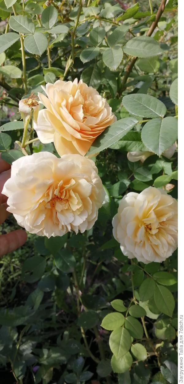 Тизин Джорджия