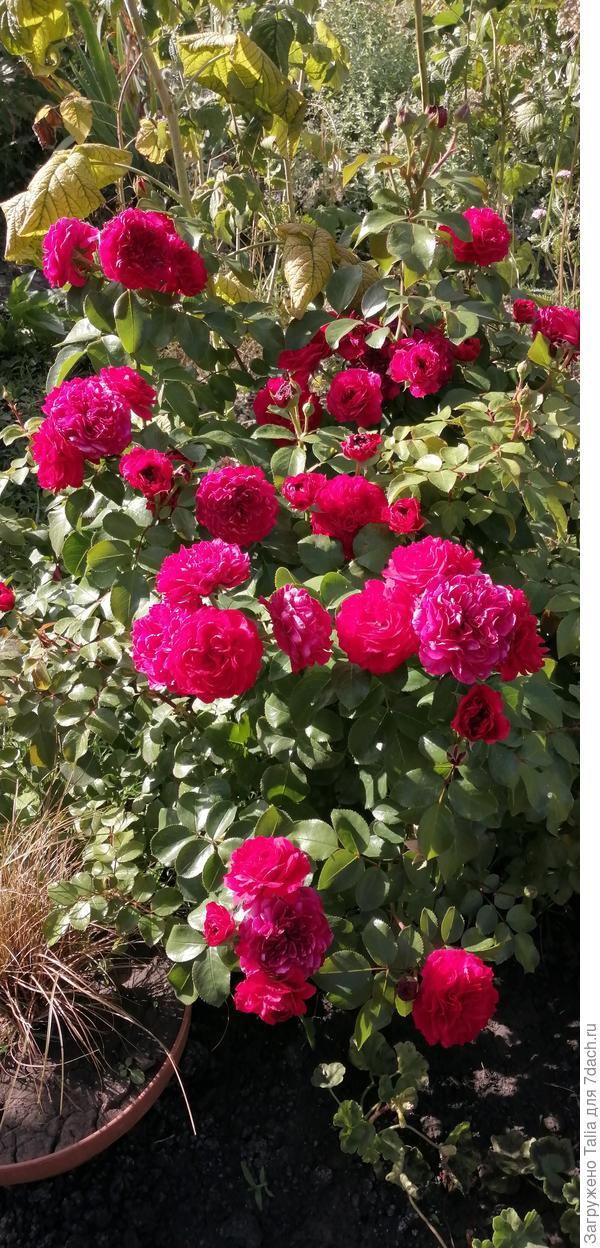 Ред Леонардо да Винчи