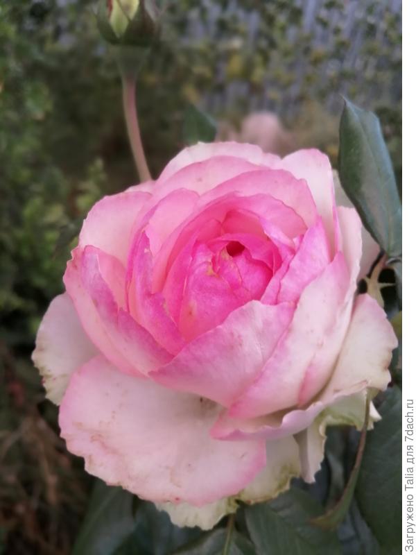 О. де Бальзак после дождя