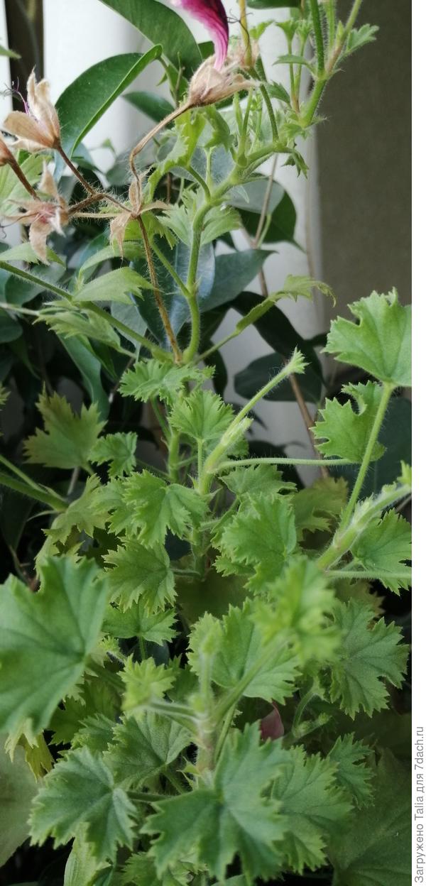 Очень интересные листья: слегка рассеченные и гофрированные и похожи издалека на герань.  Сверху видны остатки цветоносов.