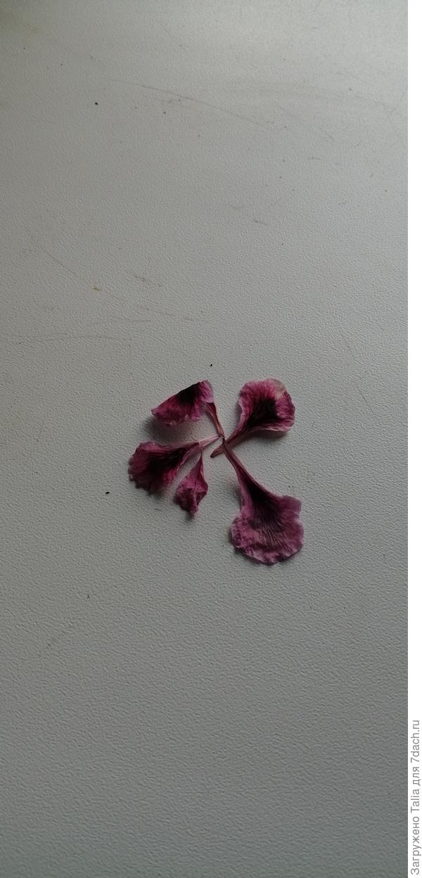 Это её цвет.