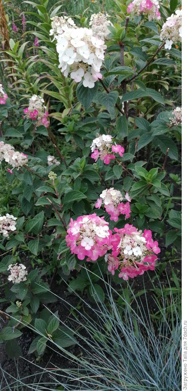 Самарская Лидия