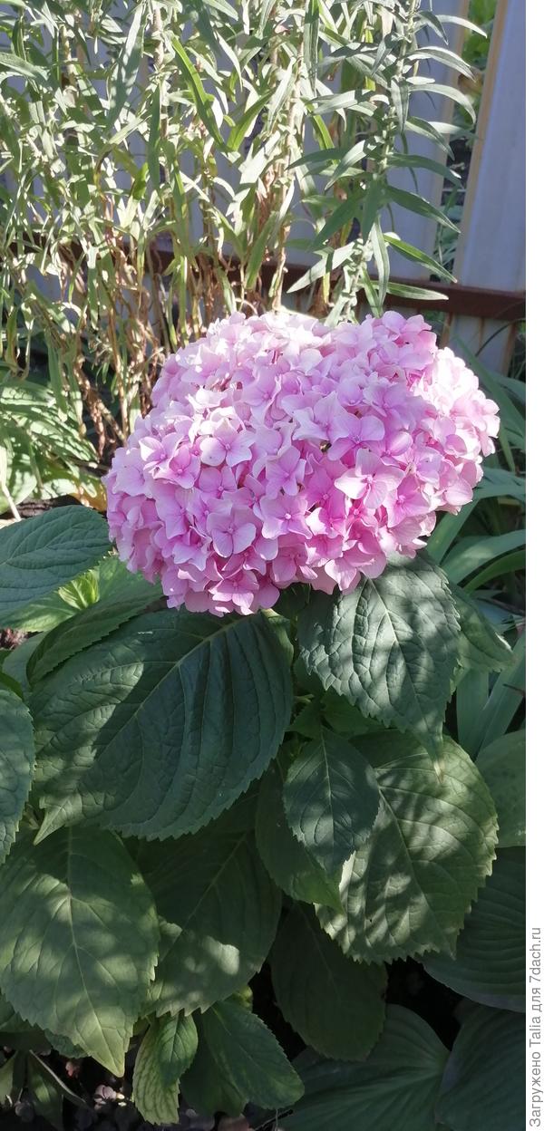 Крупнолистная безымянная.