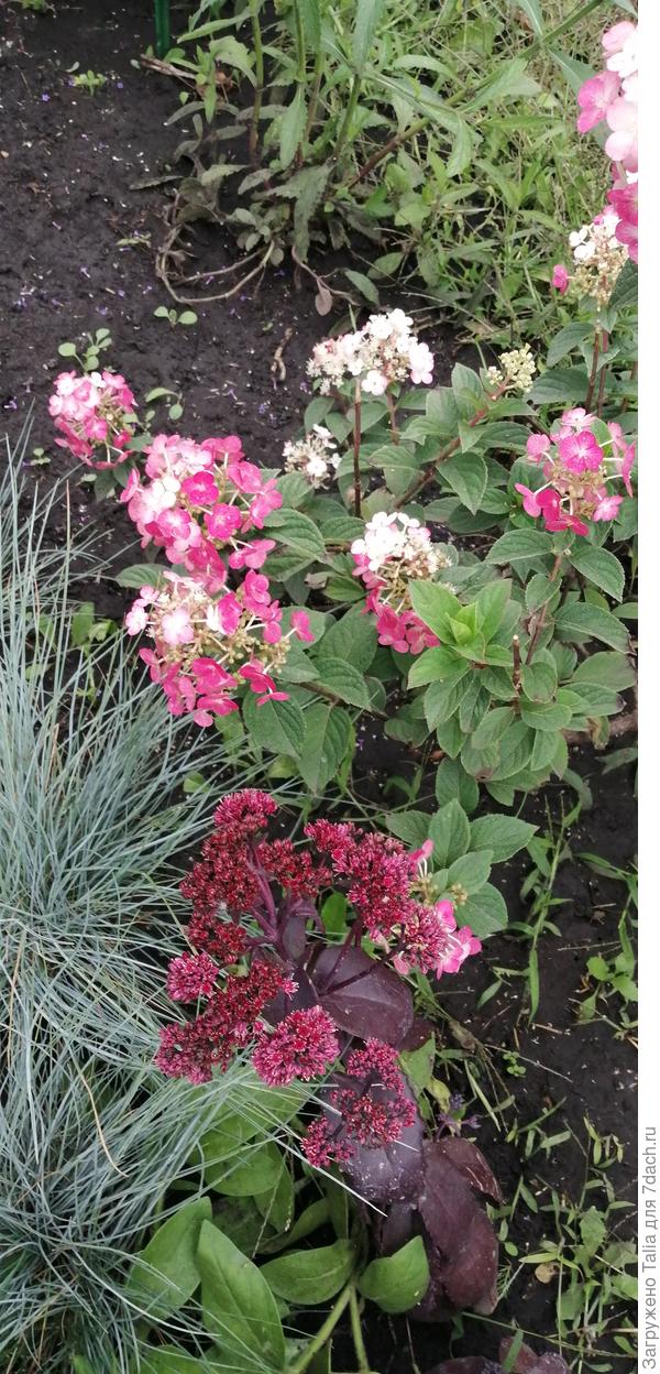 Здесь виден один его бордовый побег. Очень тёмный.