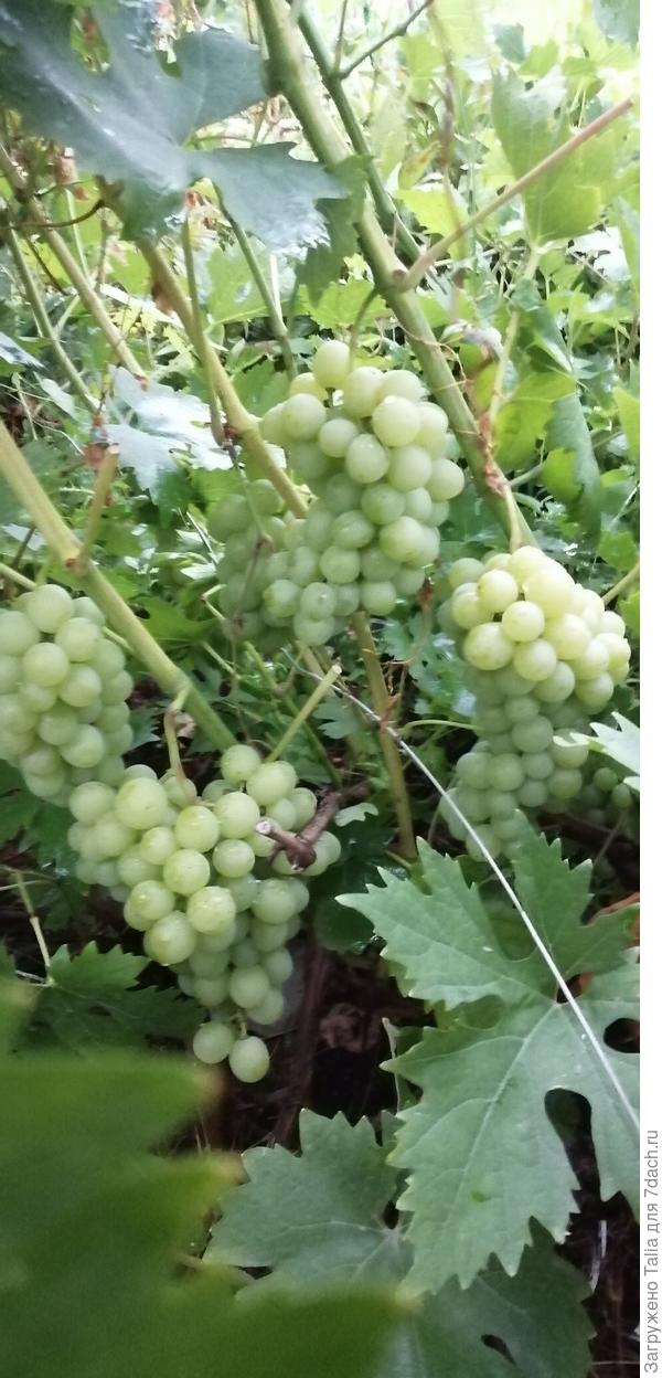 Куйбыошевский мускат