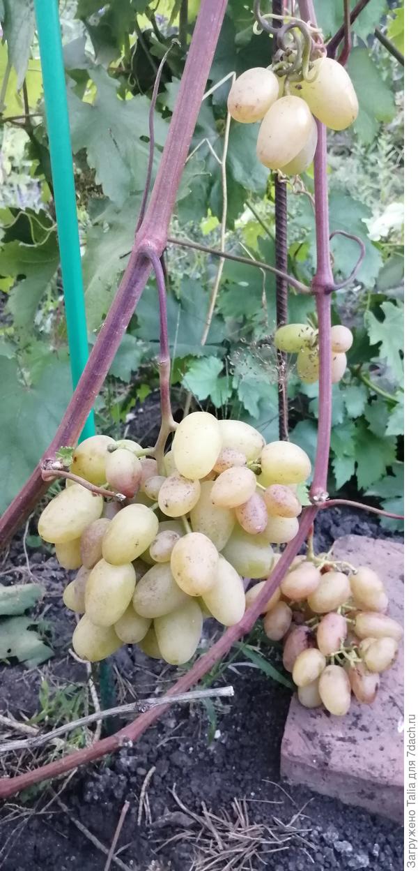 Юбилей Новочеркасска (молодой куст)