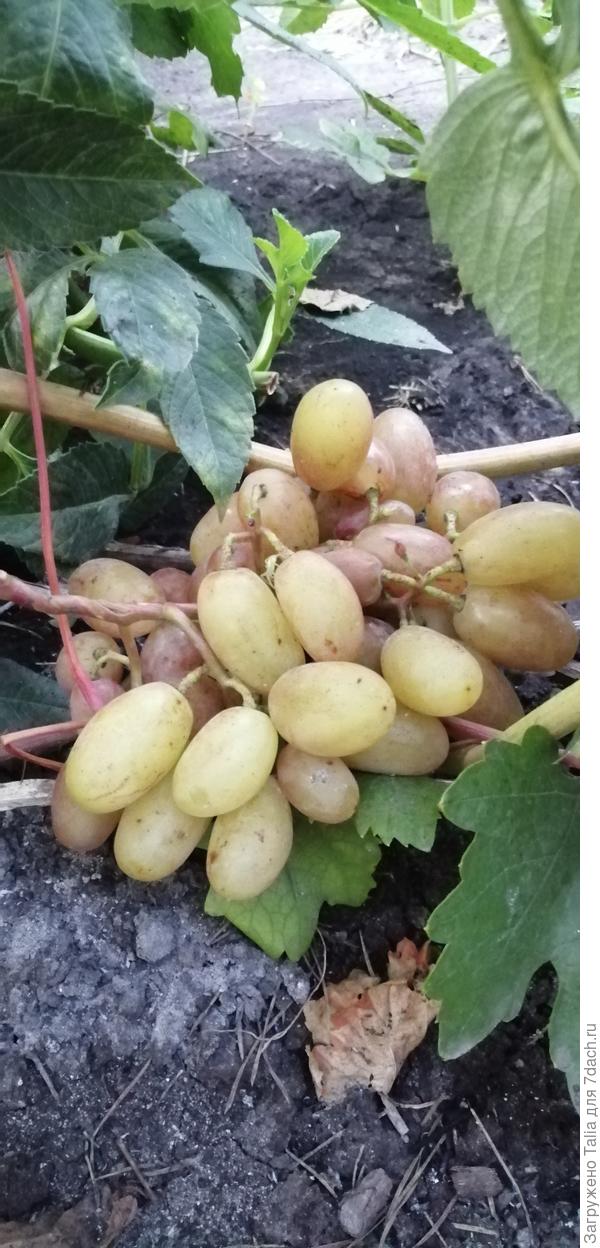 Преображение(молодой куст)