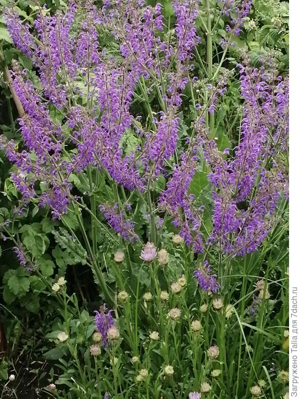 Шалфей луговой и альпийская астра (готовится зацвести)