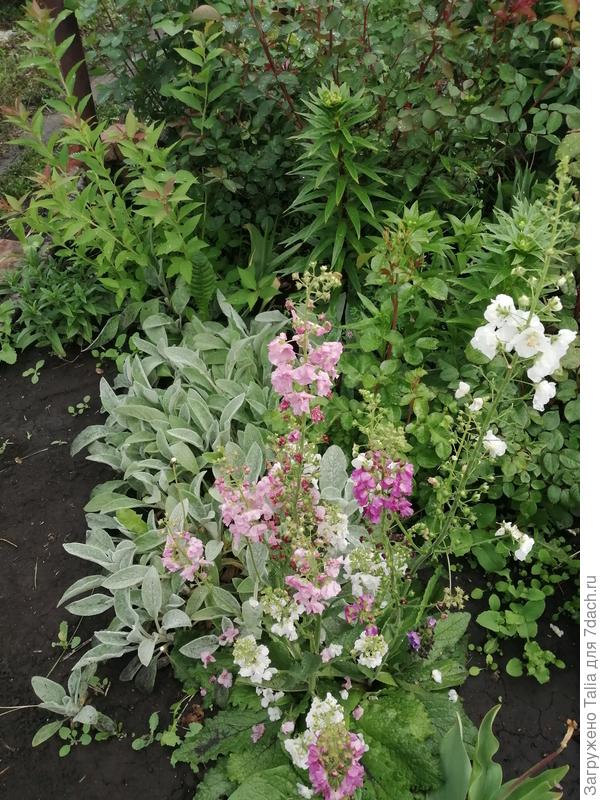 Чистец, вербаскум