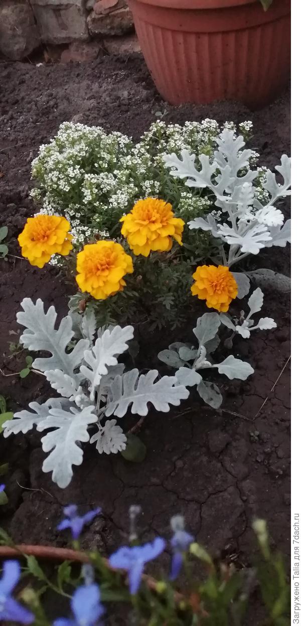 Несколько низких кустиков махровых бархатцев тоже сажаю. Нравятся сорта типа &quot;yellow jacket&quot;