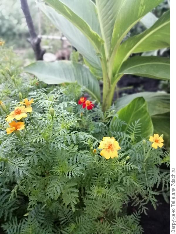 Они такие очаровашки.