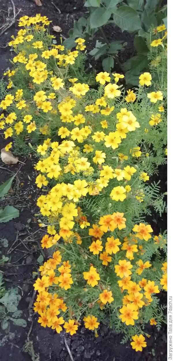 Когда цветут, зелени почти не видно.