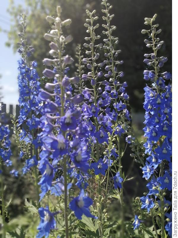 Красавцы выше меня ростом. Вместо наперстянок.