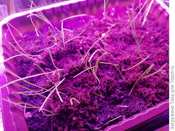 Порей продолжает всходить.