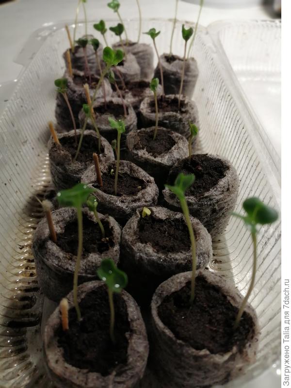 Посеяны 20.03.21. Вошли все. Занесла убрать конденсат. И сфотографировала.