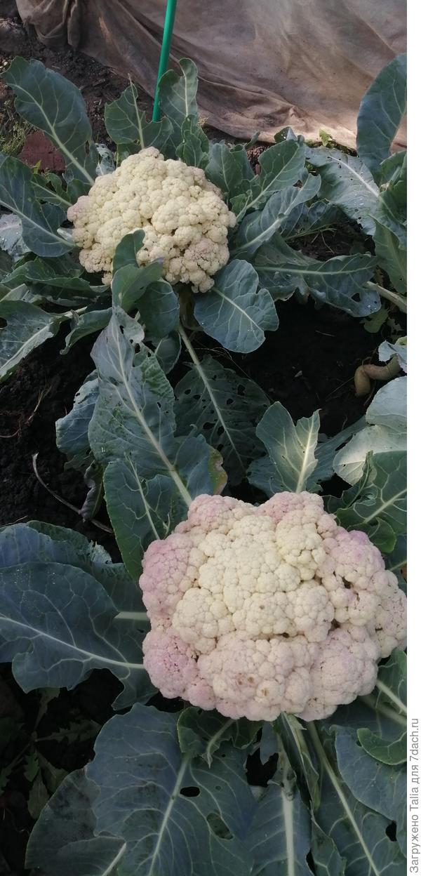 Конец октября 20 года. Посеяны в июне.