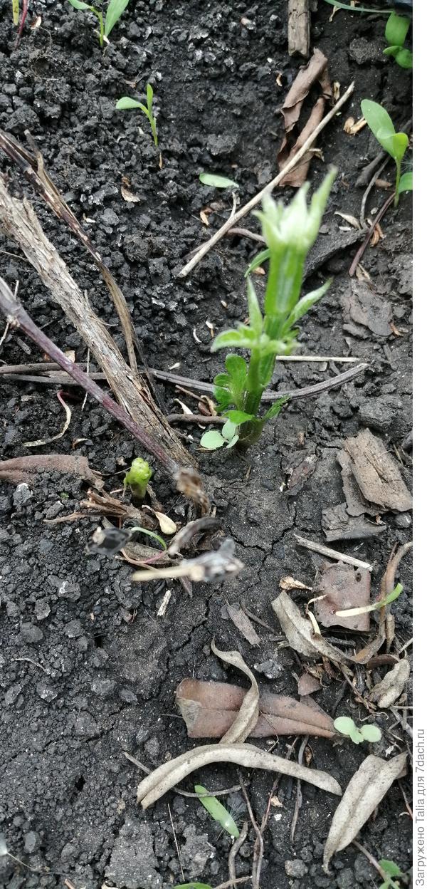 Только просыпается.