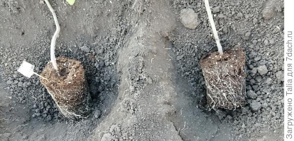Оранжевая клубничка