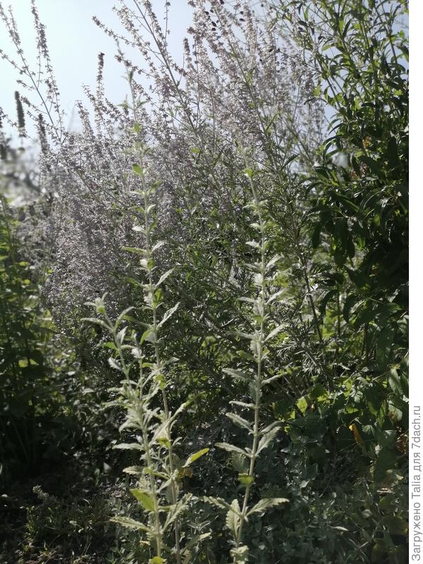 Самосеянец. Не верила, что такое возможно.