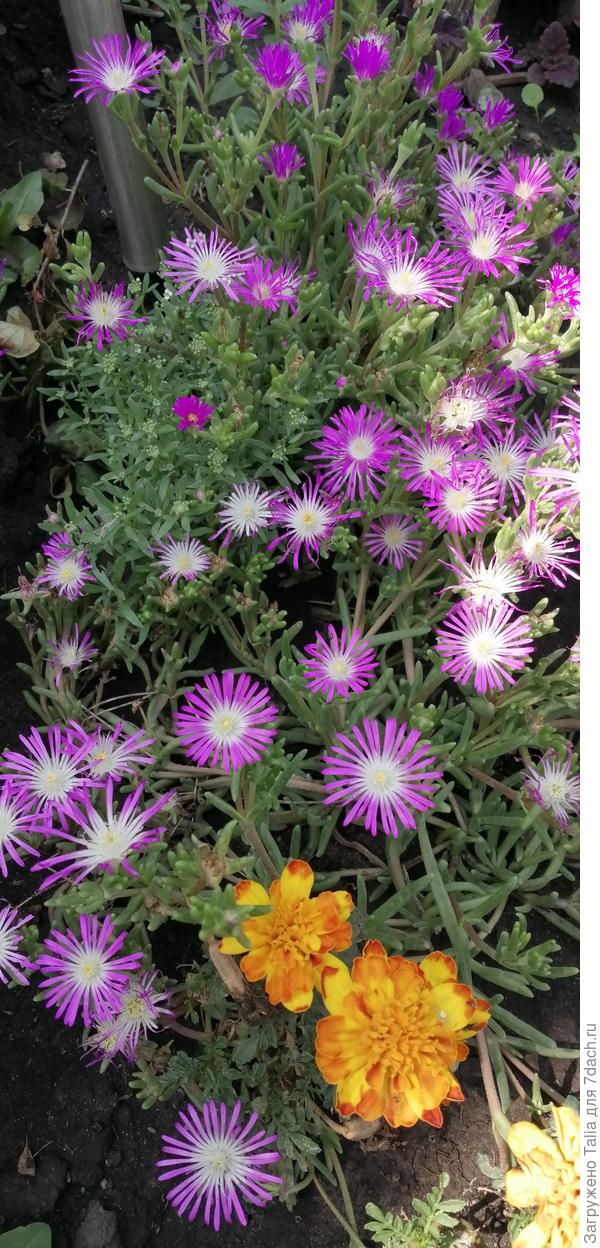 Бархатцы &quot;Фламенко&quot; и однолетник, название которого не знаю, купила на рынке.