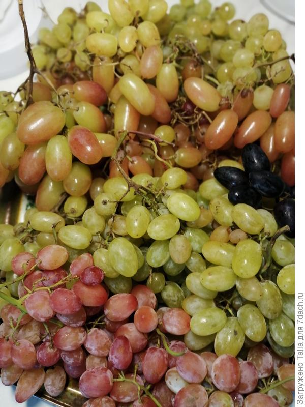 Виноград порадовал урожаем.