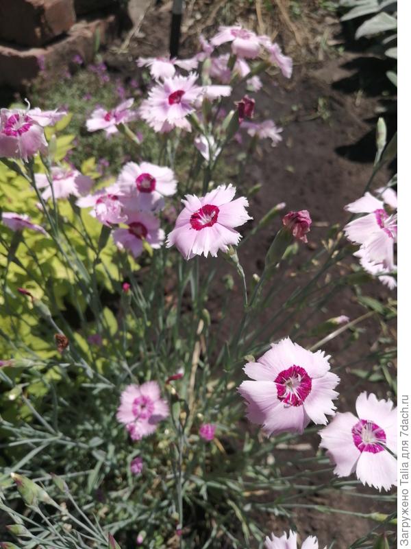 Тоже из семян.