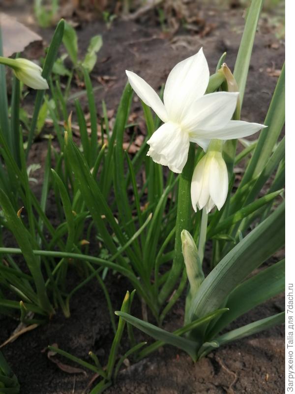 Первое цветение в моем саду сорта Талия.