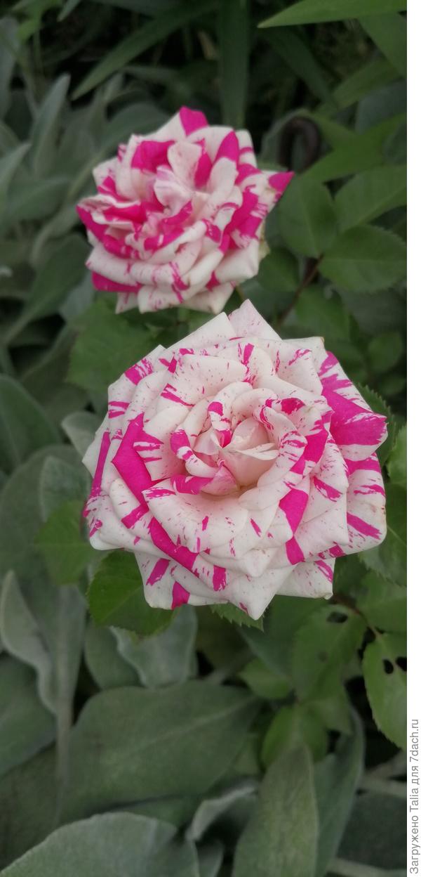 Фото 2хлетней давности.