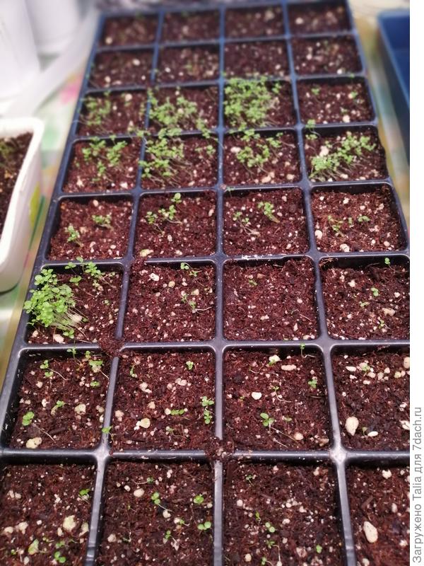 Посеяны несколько сортов, всхожесть разная.