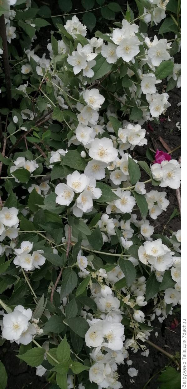 У этого чубушника цветы просто огромные на фоне Воздушного десанта. Название запамятовала, записано в тетради.