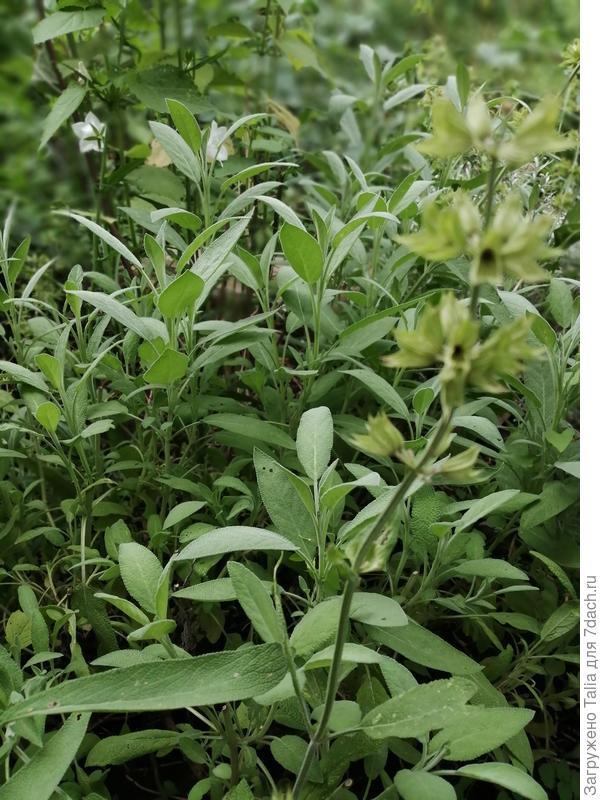 После стрижки отрастают новые побеги.