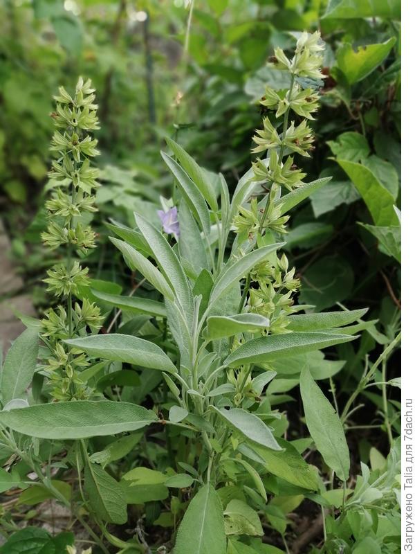 Недавно отцвел.