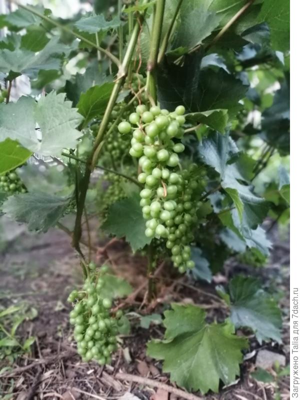 На техническом ягоды набрали размер. Фото делала сбоку, а то за листьями не видно.