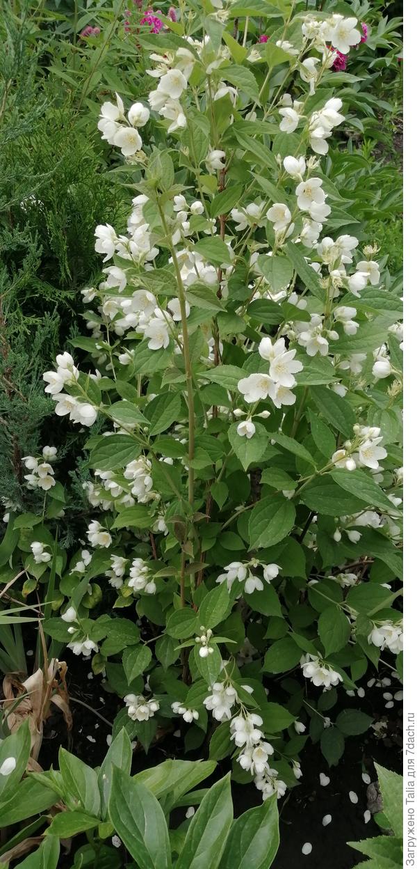 Этот не самый широкий, но высокий