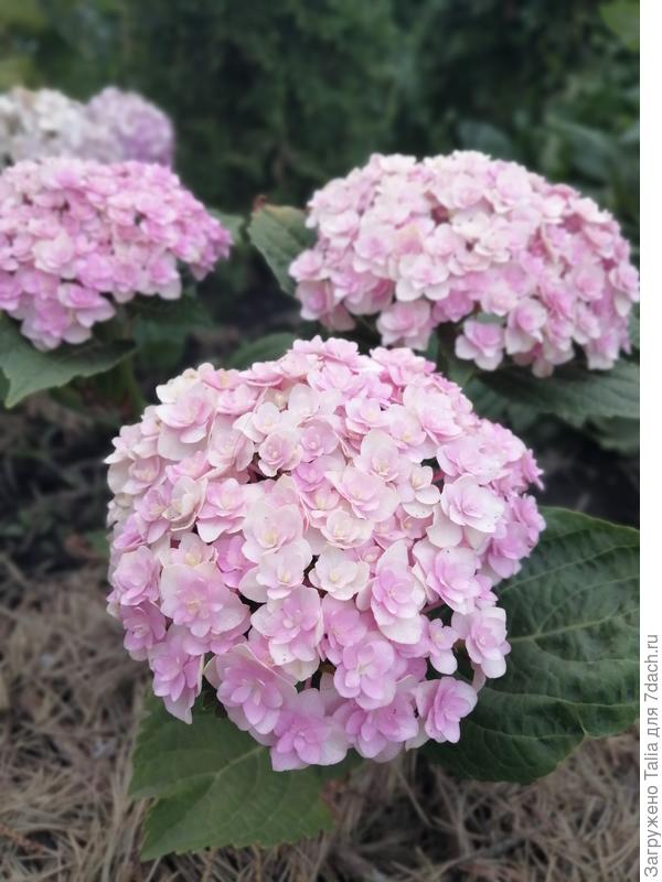 Гортензия You and me. Love.