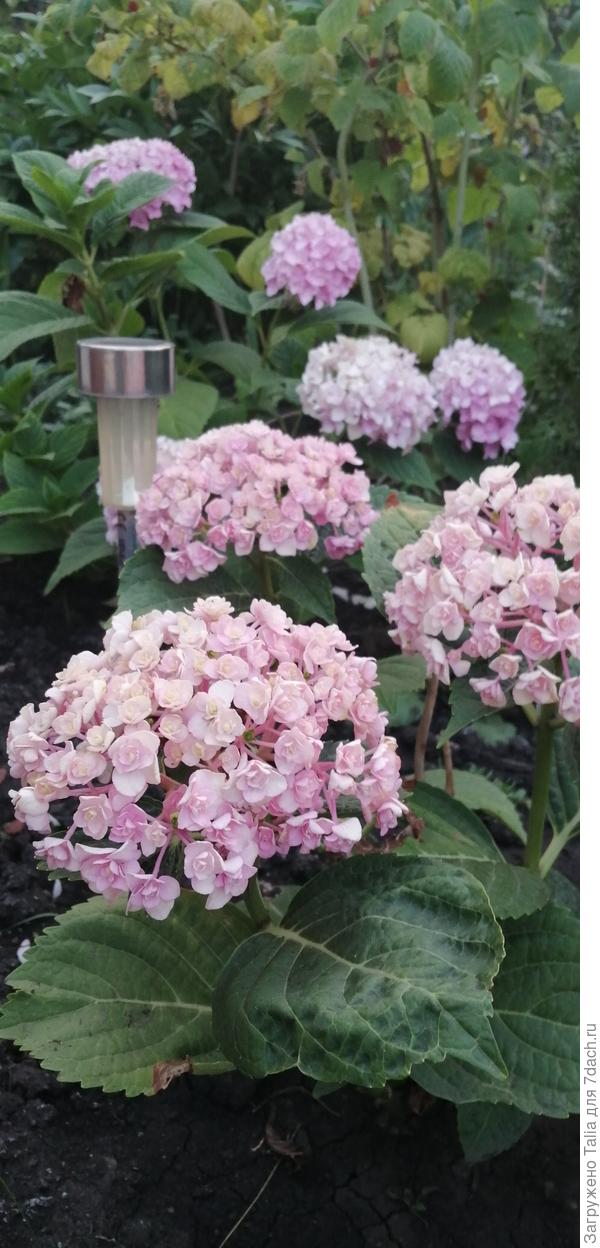 Крупнолистные гортензии.