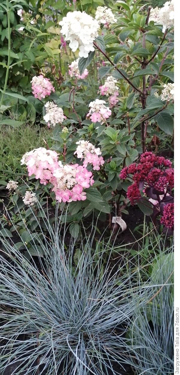 На фото сбоку виден хрупкий силуэт &quot;Бургунди Лейс&quot;. Настолько тёмная окраска, что достаточно оказалось двух кустов.