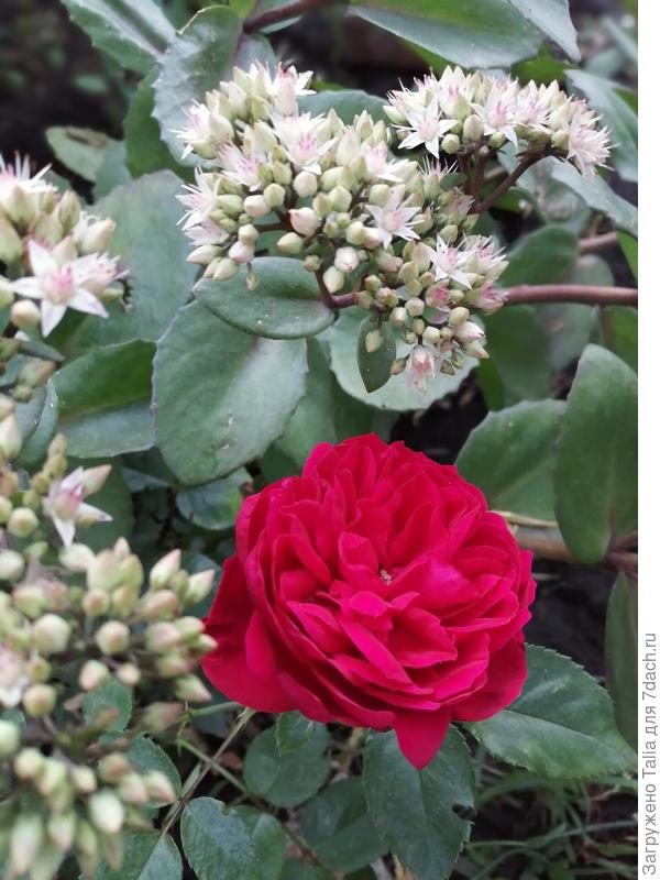 Куст очитка, который полагаю &quot;Матрона&quot;, заваливается постоянно на розу. Пока мне это нравится.