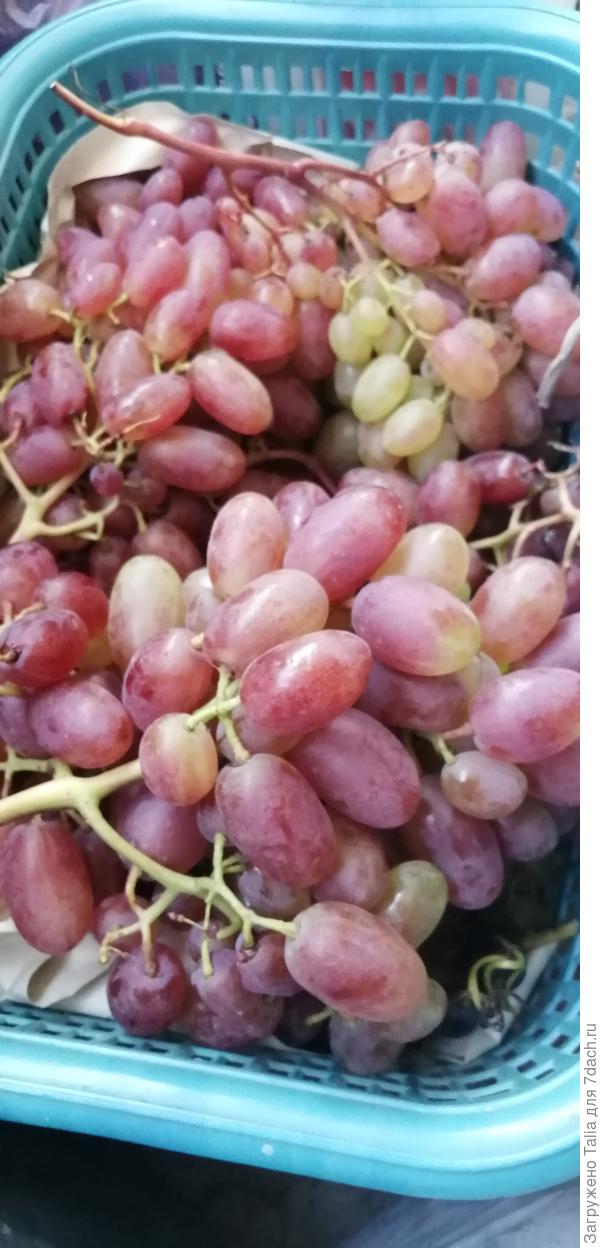 Собирла остатки в конце октября. А должен был поспеть в начале сентября.