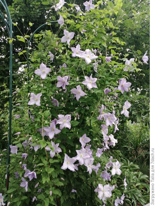 Голубой Ангел