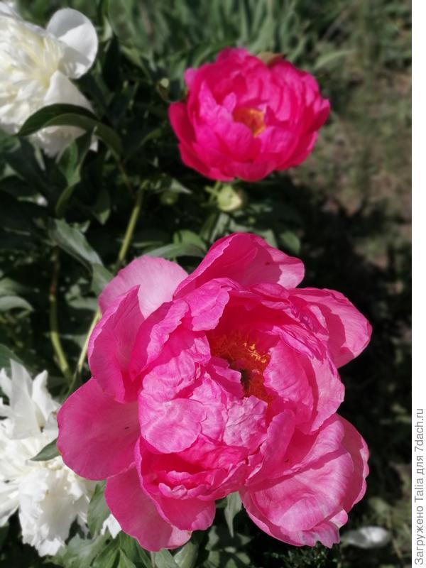 Какой-то из Coral. Название не записала. В этом году впервые за много лет дал боковые бутоны.