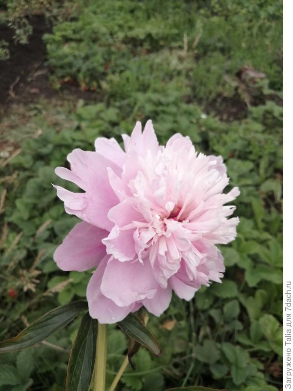 Самый сильный и любимый запах у этого красавца.