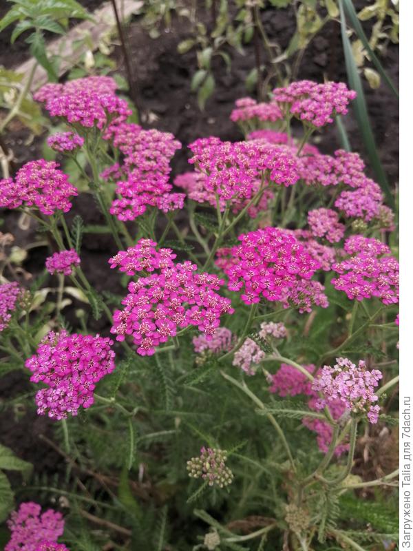 Тысячелистник.